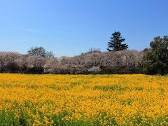 春の権現堂堤は桜と菜の花で有名。

埼玉県　幸手市にある権現堂堤を初めて訪れたのは2013年3月26日。
春の澄み切った青い空が広がる気持ちの良い日。


河川敷には菜の花が一面に広がり、土手の上には桜並木。
