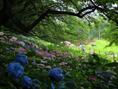 川側の土手の斜面は紫陽花で覆い尽くされ、紫陽花の秘密の花園