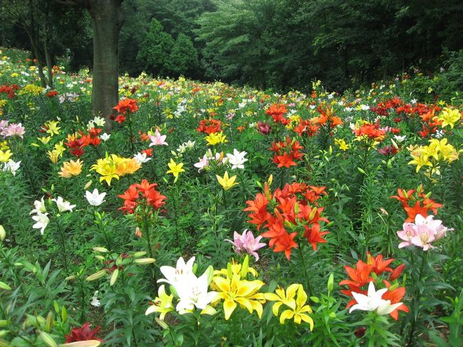 13 所沢ゆり園 北山公園の花菖蒲1 ところざわのゆり園 狭山不動尊 山口観音編 埼玉県の旅行記 ブログ By たーさん フォートラベル 13 所沢ゆり園 北山公園の花菖蒲1 ところざわのゆり園 狭山不動尊 山口観音編 埼玉県の旅行記 ブログ By たーさん フォートラベル