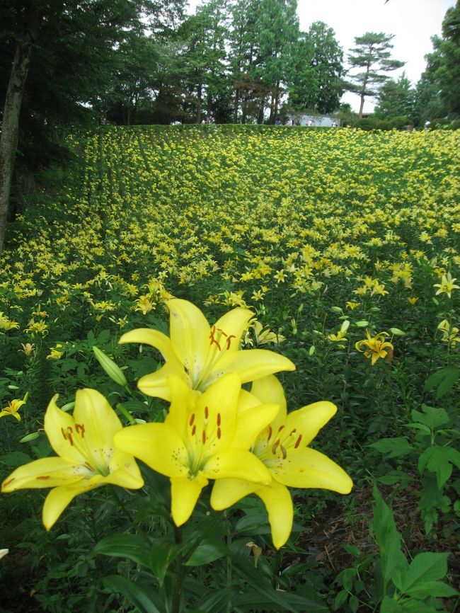 １３ 所沢ゆり園 北山公園の花菖蒲１ ところざわのゆり園 狭山不動尊 山口観音編 埼玉県の旅行記 ブログ By たーさん フォートラベル