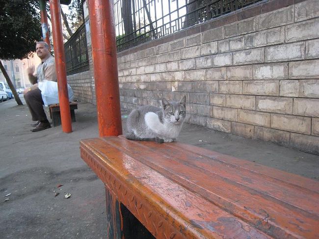 ベンチに座るネコ。<br /><br />人慣れしているせいか近寄っても全く逃げません。