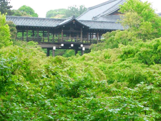 東福寺は、南都東大寺と興福寺から「東」と「福」の二字をとり、九條家の菩提寺として造営。<br /><br /><br />月下門から入り直ぐに目にした新緑は絶景。<br /><br />友人と興奮してしまいました。(#^.^#)
