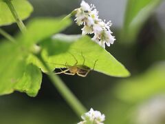 マクロで畑探索

雨が降ったので
雑草の育ちの良さに閉口するが
作物も順調に育っています
もちろん
昆虫も成長していますね