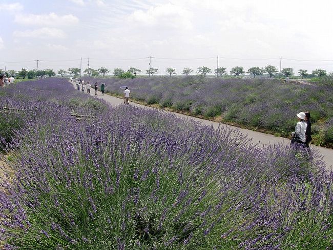 久喜市菖蒲町を歩く 菖蒲町ラベンダーまつり ラベンダー堤 幸手 久喜 栗橋 埼玉県 の旅行記 ブログ By いっちゃんさん フォートラベル