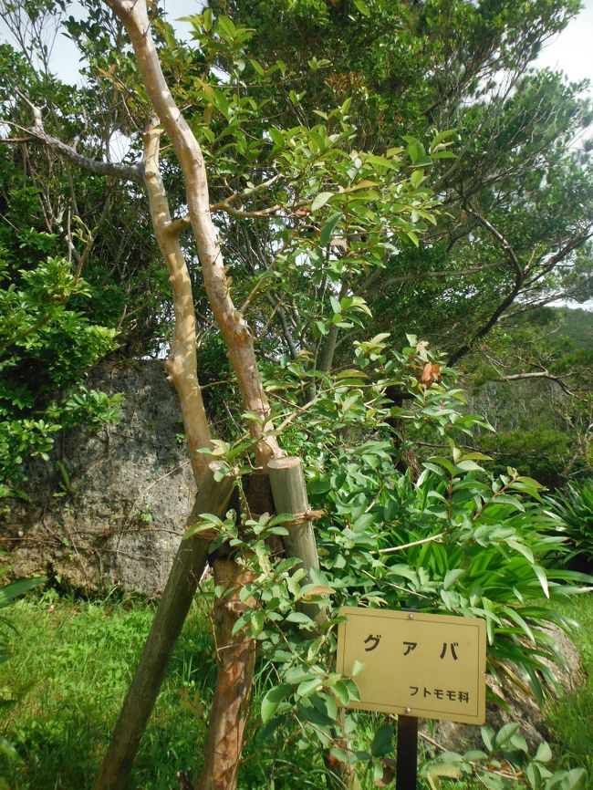 グァバの木もありました。