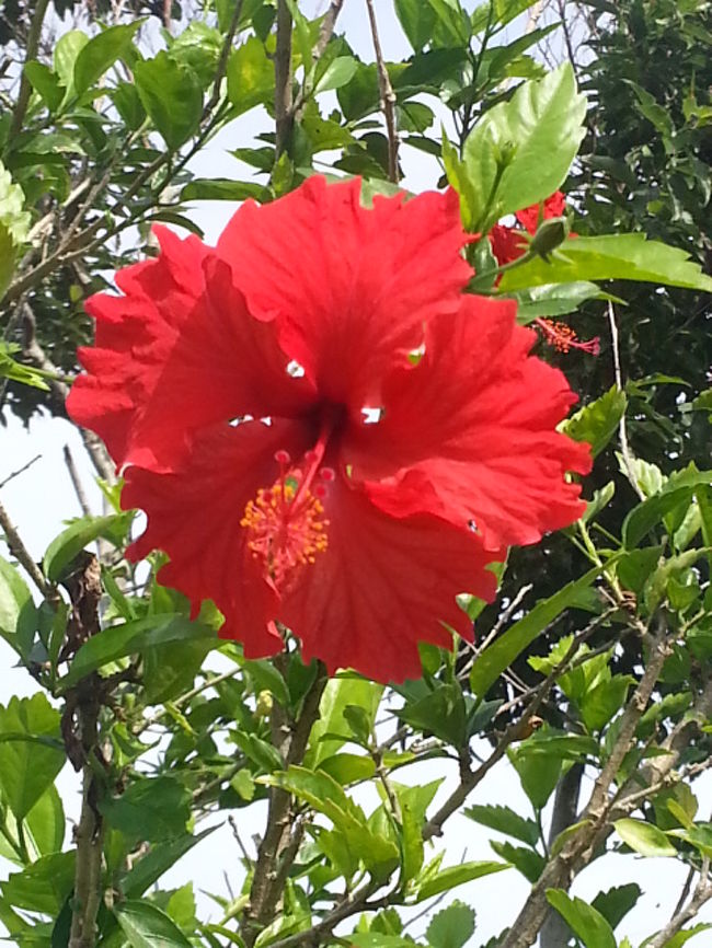 色々なハイビスカスが綺麗に咲いていました。