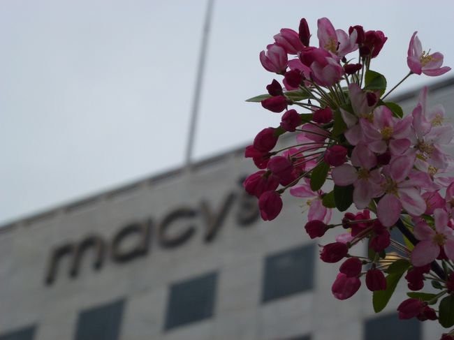 桜が咲いてました！