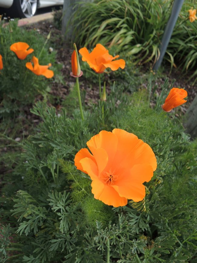 カリフォルニアンポピー。<br />色が鮮やかできれい。