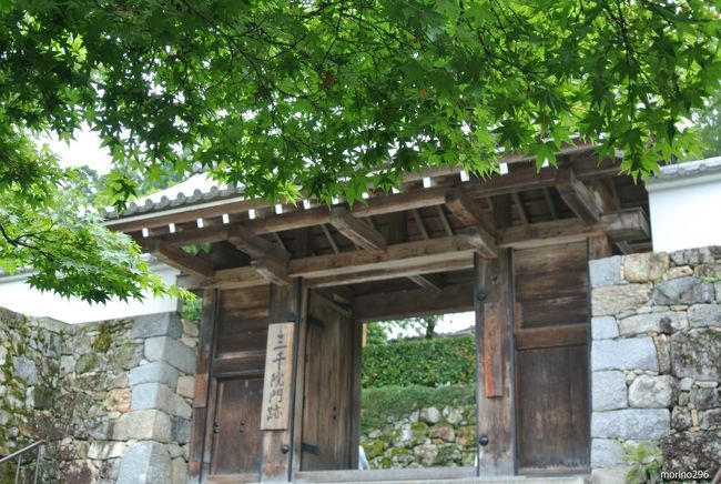雨上がりの京都で深緑を楽しむ：大原三千院・来迎院～岩倉実相院
