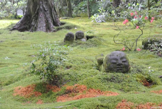 雨上がりの京都で深緑を楽しむ：大原三千院・来迎院～岩倉実相院