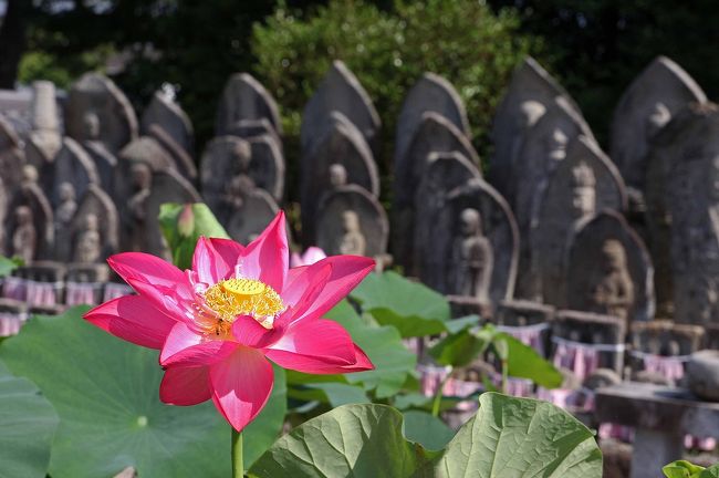 地蔵の前に蓮