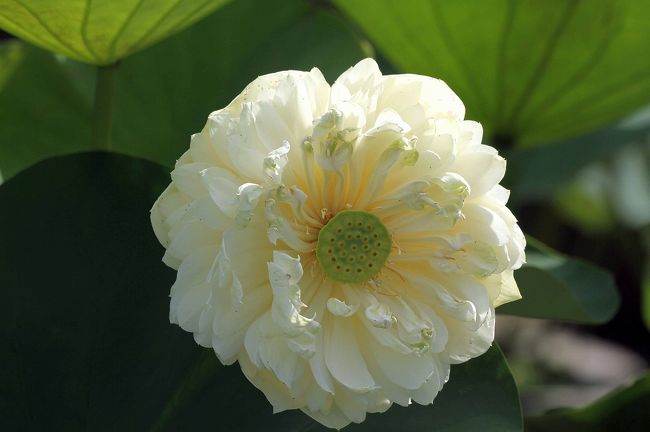 黄色は珍しいそうな