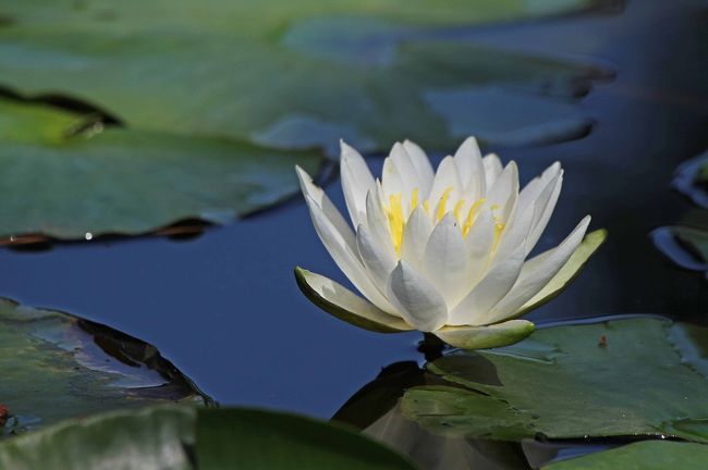 これが必見水蓮