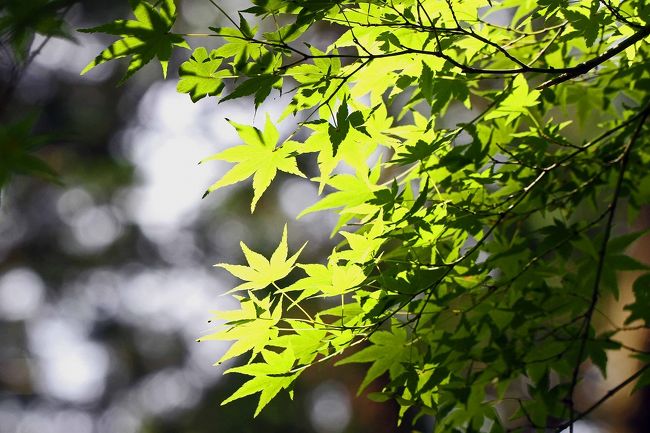 生命の美しさを感じます