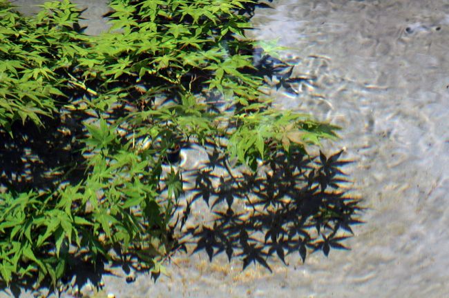 水の中に活けられた青モミジ