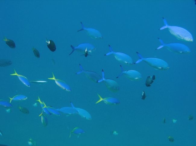 沖縄魚図鑑その５ 西表 10 西表島 沖縄県 の旅行記 ブログ By 琉球熱さん フォートラベル