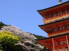 さらに登って行くと、青岸渡寺の三重塔に出た。
傍らでは、ちょうど桜が満開で、思わぬところで花見が出来た。