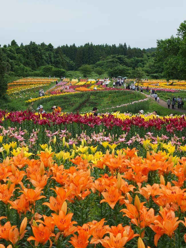 豪華絢爛 百合の花繚乱 南くりこま高原 一迫ゆり園 栗駒 栗原 宮城県 の旅行記 ブログ By こあひるさん フォートラベル 豪華絢爛 百合の花繚乱 南くりこま高原 一迫ゆり園 栗駒 栗原 宮城県 の旅行記 ブログ By こあひるさん フォートラベル