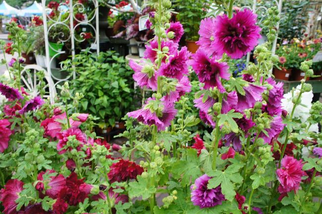 6月下旬の休日 花フェスタとバラ園を見に大通公園編 札幌 北海道 の旅行記 ブログ By 背包族さん フォートラベル 6月下旬の休日 花フェスタとバラ園を見に大通公園編 札幌 北海道 の旅行記 ブログ By 背包族さん フォートラベル