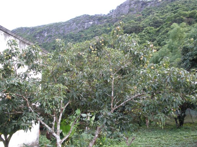 ちょうど旬だったライチの木が島中にあり、実がたわわになっています！<br /><br />たぶん日本の柿みたいにあんまり手入れしなくても毎年なってくれるんだろうな...<br />