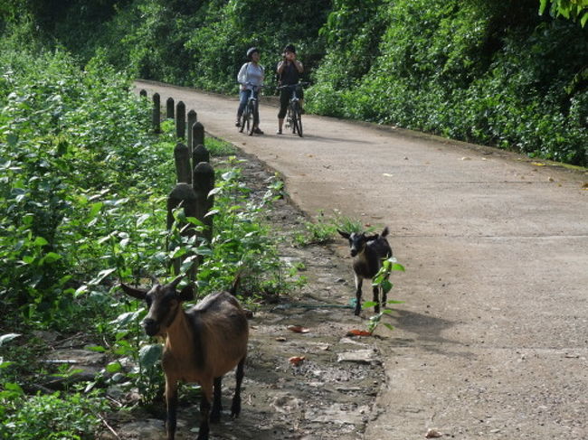 ガイドワンコに別れを告げて船着場までまたサイクリング。<br /><br />途中で放し飼いのヤギ親子に会いました。
