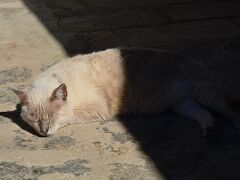 ぐぅぅぅ.....zzzzzzz....

ブラジル人って本当に優しいので、猫も犬も鳥も全く油断しまくりです。

本当に逃げないんです....鳩なんかも踏み潰されそうになっても滅多に飛び立ちません...走って逃げます 笑）。