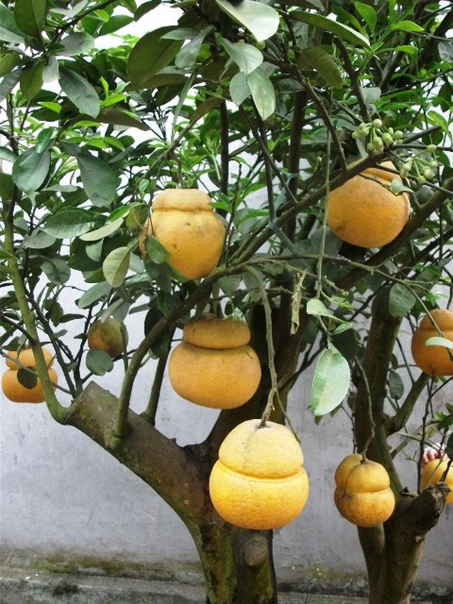 ホアンキエム湖「玉山祠」にこんな形の夏みかんが...