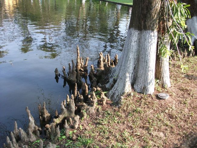 ホーチミンの家：敷地内のイトスギの根<br />英語のパンフレットには「Cypress's roots standing at the fishpond look like statues of Buddha]