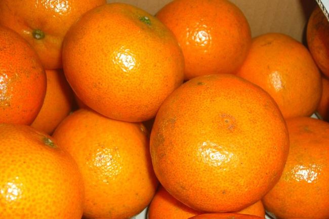 ホテルでは出ませんでしたが　　りゅうとう　と言う　みかん　美味しかったです