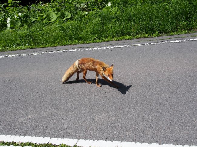 さて、ホテルを出発し、白金温泉方面に向かいます。<br />この道は結構山の中を走ってます。<br />すると・・・子ぎつねが出てきました。逃げるかなと思いきや<br />車を止めると寄ってきました。<br /><br />人なれしちゃってるのでしょうか？<br />お腹がすいていたのでしょう。とても痩せ細った子でした。<br />野生の動物だし、何も持っていなかったので<br />そのまま通りすぎましたが・・・目が悲しそうで。<br />ちょっと胸が痛みました。でも、人間からえさをもらうことを覚えたら<br />余計に野生では生きていけないんですよね・・・しょうがないです。