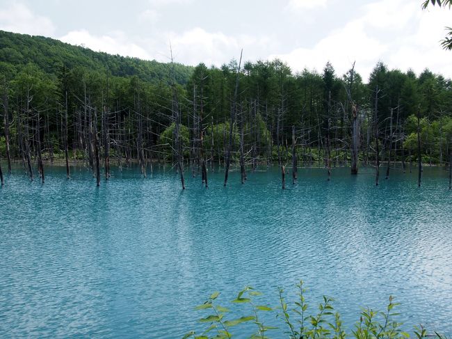 さて、今回の「青い池」はどうでしょう？<br />去年は曇り空できれいな青に見えませんでしたが・・・<br />今年はかなり「青く」見えます。<br />真っ青だったら、どうなるんだろう？