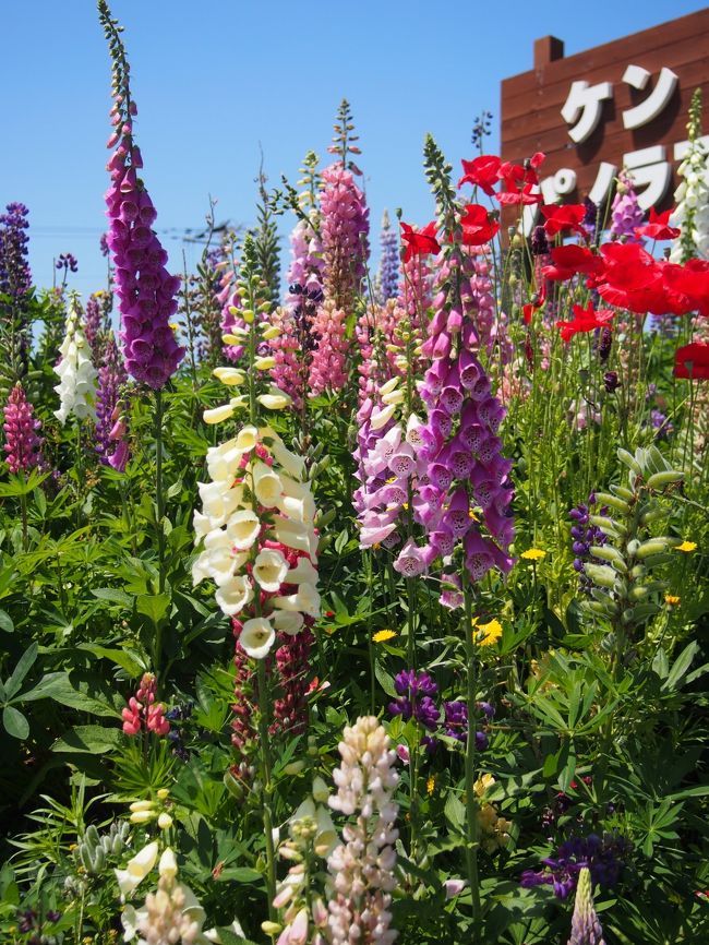 ケンとメリーの木の近くで咲いているルピナスです