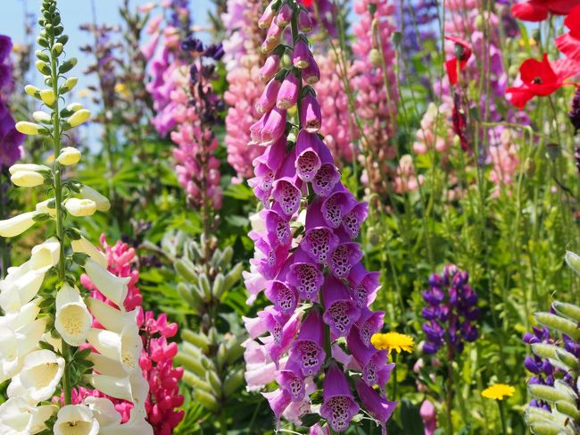 こちらはすずらんかな？<br />きれいな色です