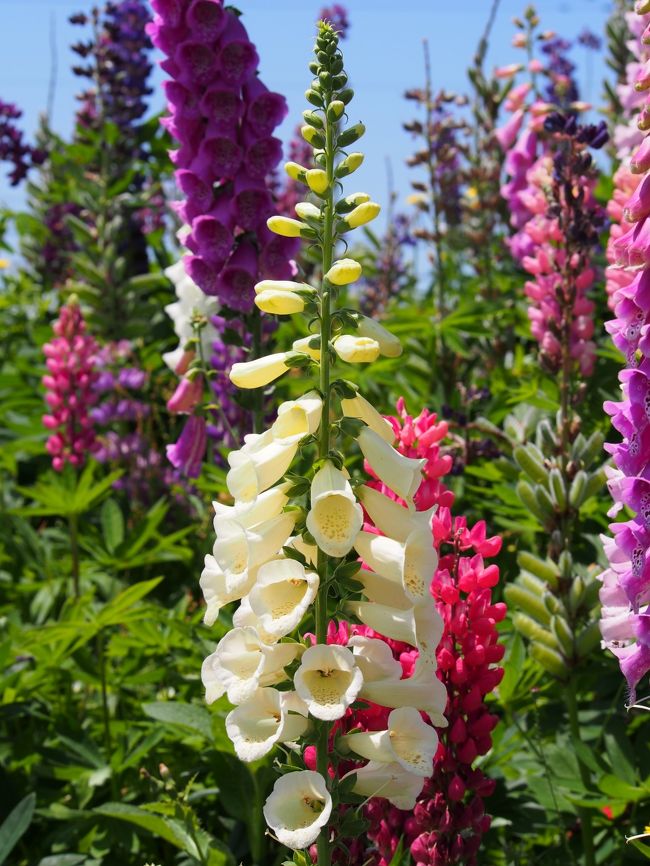 白いすずらん？ルピナス・・・ではないよね？<br />（不勉強で申し訳ない）