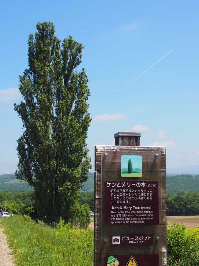 そうです。ケンとメリーの木です。<br />何回も見てるんですけどねぇ〜（笑）<br />毎度来てしまいます。