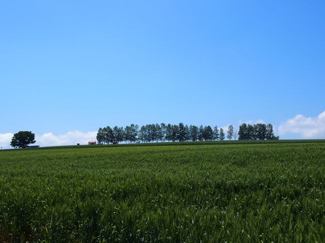 セブンスターの木近くの、連立した木です。<br />名前は・・・あるのかな？<br />以前タクシーがお客さんをこのポイントから見せている<br />ところを見て、それ以来とまっては写真を撮ってます。<br /><br />セブンスターの木は１本ですよね？<br />これは・・・名前があるのかな？