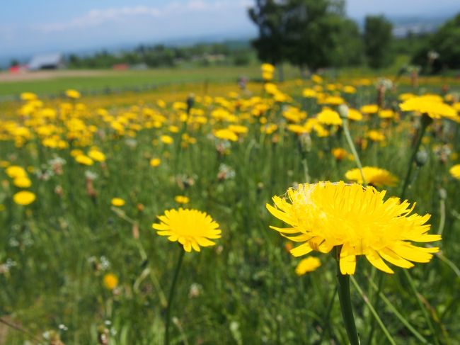 北西の丘展望公園では、なんと背丈２０ｃｍぐらいある<br />たんぽぽがたくさん咲いてました。これ、たんぽぽかぁ〜と<br />後で気づきました。
