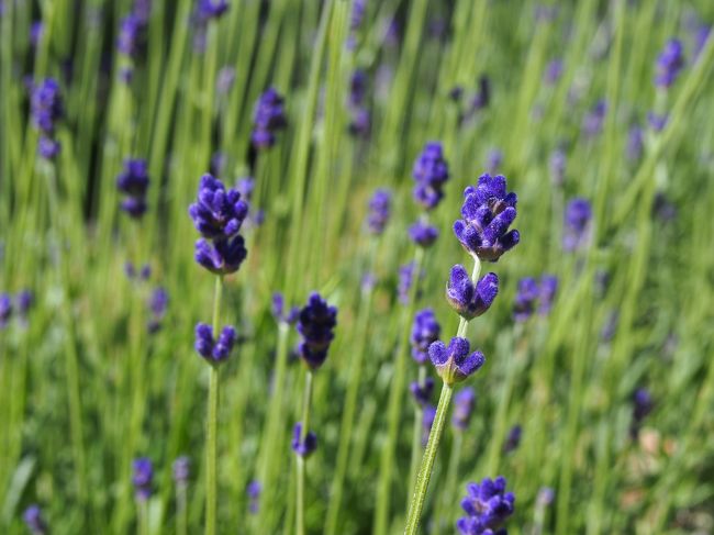 ファーム富田のメイン、ラベンダーです。<br />まだ時期が早いせいか、早咲きの種類のものがちょっとだけ<br />咲いてました。でも、風に吹かれたときのあの香り、すごいんですよ！