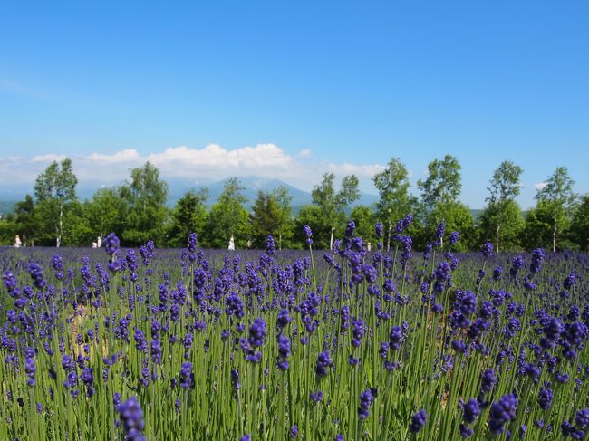 ラベンダーと空。<br />少しは絵葉書みたいに見えますか？（笑）