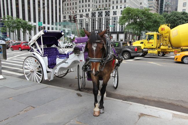 セントラルパークでの馬車馬