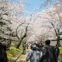 京都桜めぐり ： 1日目