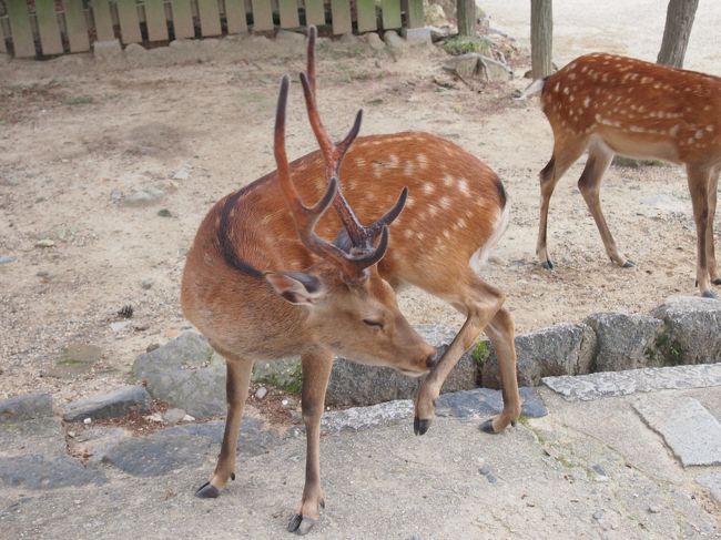 鹿！！<br />鹿せんべいを買った父は見事に追いかけられていました