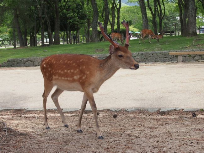 可愛いですが怖いんです苦笑<br /><br />興福寺国宝館で阿修羅像を見て圧巻<br />3つの顔を持ちそれぞれ違った表情です