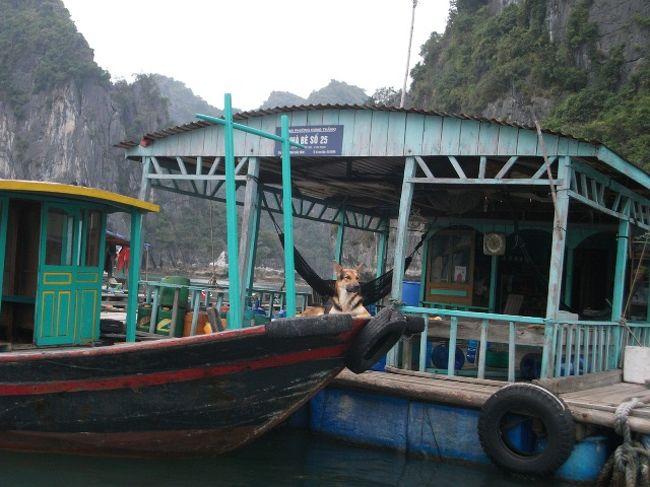 ハロン湾<br />犬が船上で寛いでます。