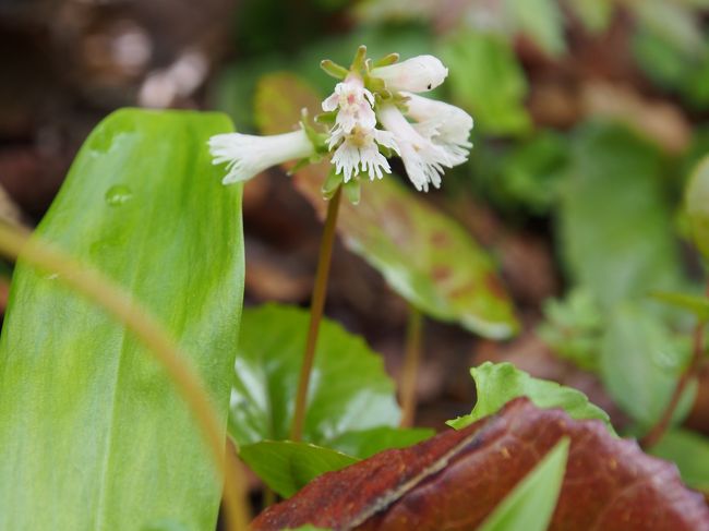 めずらしい白のイワカガミ