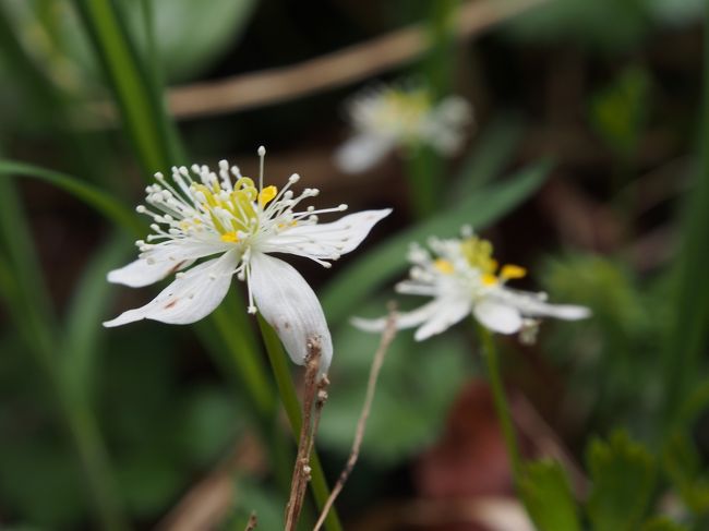 ミツバオウーレン