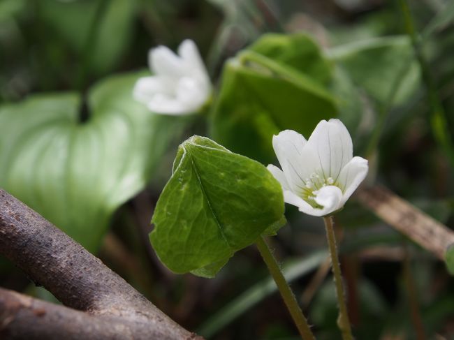 ミヤマカタバミ