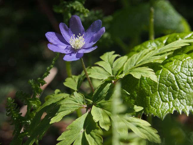 キクザキイチゲ