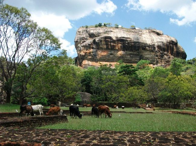 シーギリヤ・ロック<br />午後、ダンブッラからシーギリヤまでの移動のバスサービスはないと現地の人から言われた。<br />長距離バスはあるが短距離バスはなし(スリランカの正月のため)。<br />待てどもバスは来なかった。<br />仕方ないから、スリーウィーラーでシーギリヤまで行った。<br />シーギリヤロックの入場料：US$30（DVD付き）<br />岩への小道の右側には牛が放牧されていた。<br />なんともほのぼのとした風景。<br />