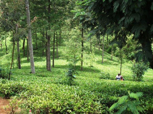 ヌワラ・エリヤ：ヘドロ・ティー・センター<br />ヌワラ・エリヤのバスターミナルからバスで精製工場へ。<br />見学料：Rs100<br />ガイドが一通り、工場内で工程の説明をした。<br />今日はスリランカの正月休みで作業は行っていないとのことだった。<br />茶畑のいい香りが漂っていた。<br />もちろん、お土産は紅茶。<br /><br />帰りのバスでバス運賃に関して気が付いたことは、座って乗るのと立って乗るのでは運賃が違うということ。<br />なるほどと思った。